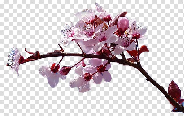 The Cherry Blossom Rarely Smiles Book Romanian Literature, Ton transparent background PNG clipart