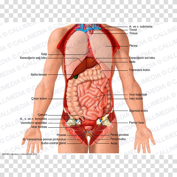 Organ Anatomy Abdomen Thorax Pelvis, abdomen anatomy transparent background PNG clipart
