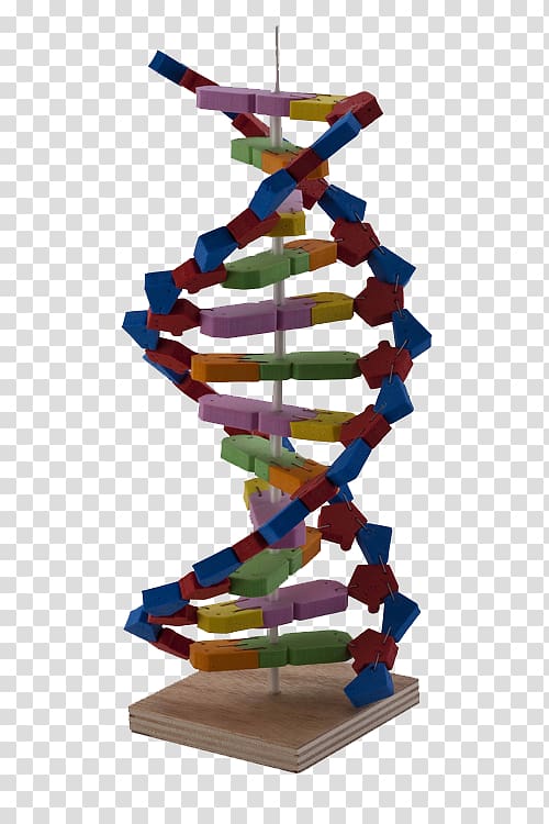 DNA Science Experiment Nucleotide Material, DNA Models transparent background PNG clipart