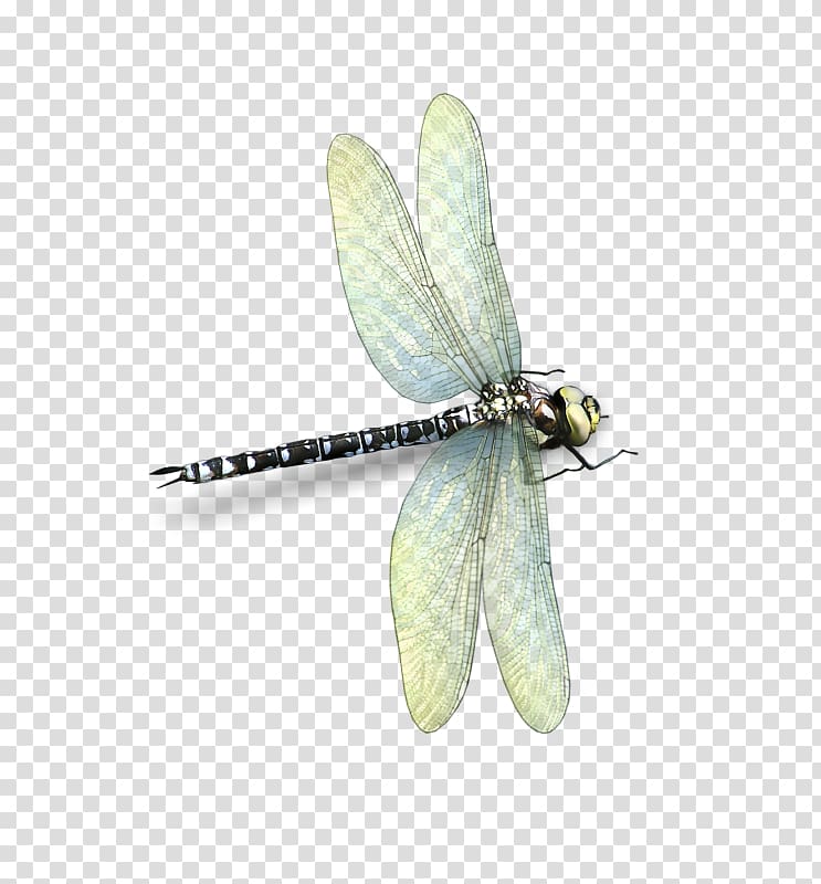 Dragonfly Insect Butterfly 2M Butterflies and moths, dragonfly transparent background PNG clipart