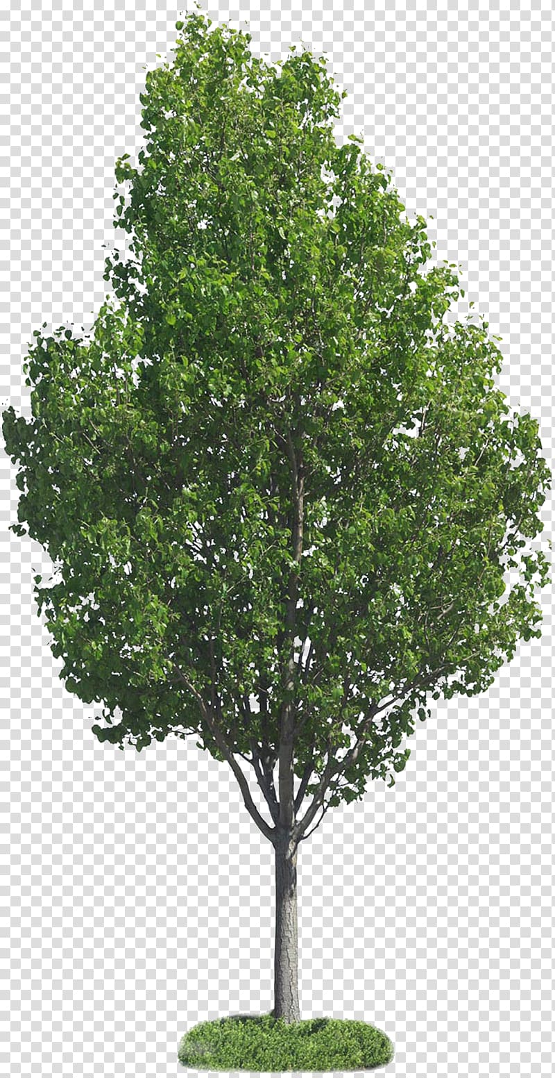 Tree , trees transparent background PNG clipart