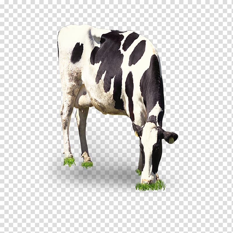 white and black dairy cow, Dairy cattle Milk Grazing, Cow grazing transparent background PNG clipart
