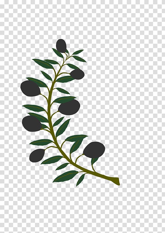 Olive branch , watercolor tree transparent background PNG clipart