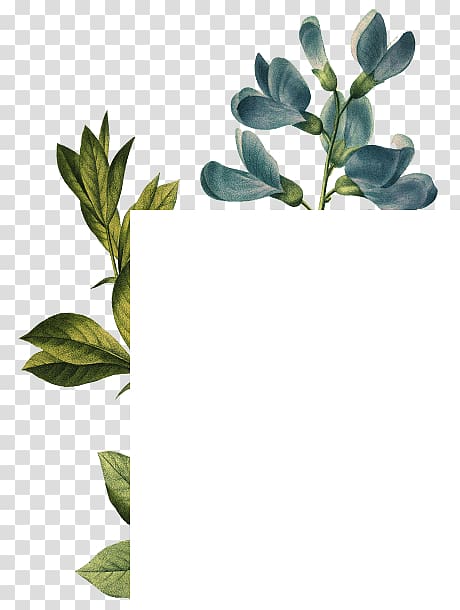 Choix des plus belles fleurs illustration Botany Art, male growth spurt transparent background PNG clipart