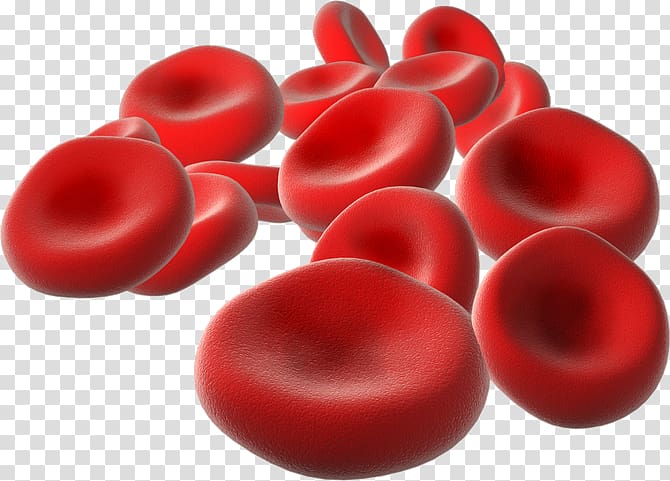 Red blood cell Life, blood cells transparent background PNG clipart