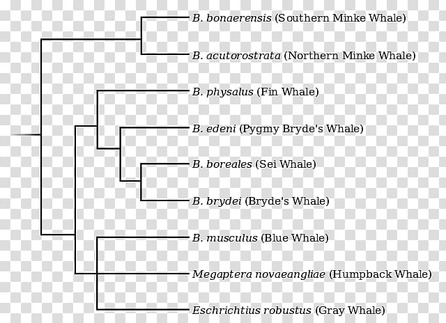 La Plata dolphin Cetacea Fin whale Phylogenetic tree Phylogenetics, dolphin transparent background PNG clipart