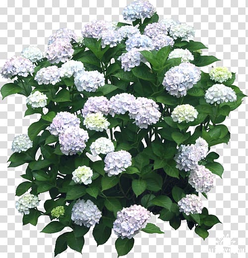 French hydrangea Shrub Flower, flower transparent background PNG clipart