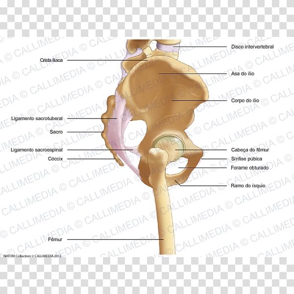 Bone Pelvis Human skeleton Appendicular skeleton, Skeleton transparent background PNG clipart