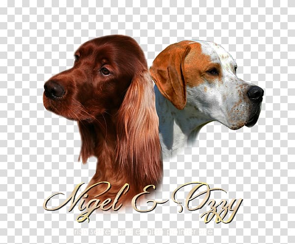 Irish Setter Dog breed Spaniel Companion dog, Irish Setter transparent background PNG clipart