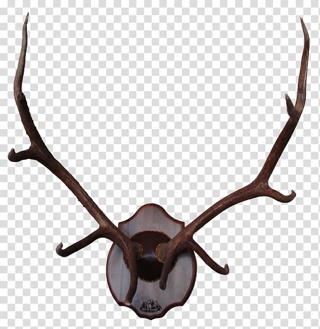 Reindeer Elk Antler Moose, deer antlers transparent background PNG clipart