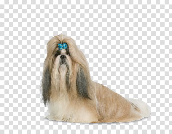 Shih Tzu Little lion dog Havanese dog Lhasa Apso Chinese Imperial Dog, shih tzus transparent background PNG clipart