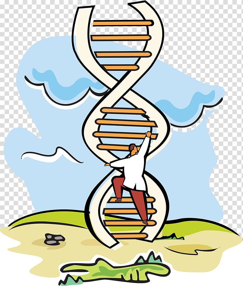 A-DNA Scientist Molecular-weight size marker, Scientific experiments DNA ladder transparent background PNG clipart
