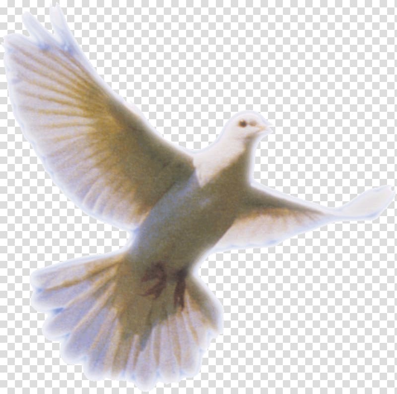 white fantail pigeon , Columbidae Holy Spirit Doves as symbols, Dove transparent background PNG clipart