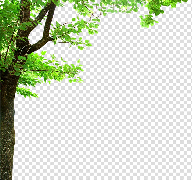 green leafed tree, Shade tree Branch Oak , Tall green tree transparent background PNG clipart