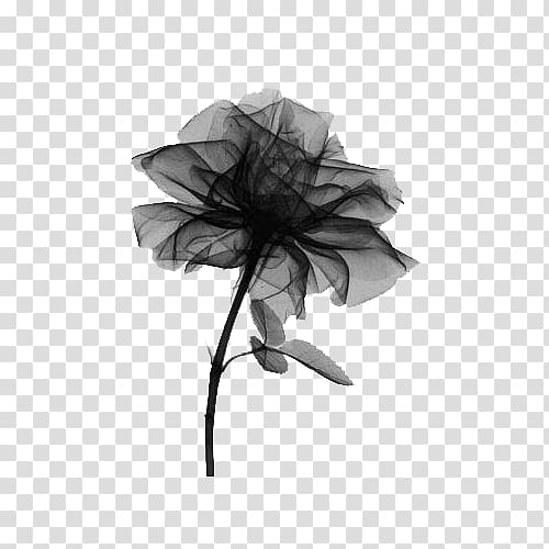 black and gray rose illustration, X-ray Rose Radiography Light, Black Sand Rose transparent background PNG clipart