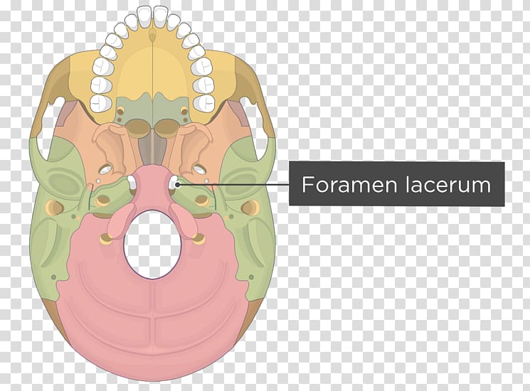 Pterygoid processes of the sphenoid Pterygoid hamulus Medial pterygoid muscle Lateral pterygoid muscle Skull, skull transparent background PNG clipart