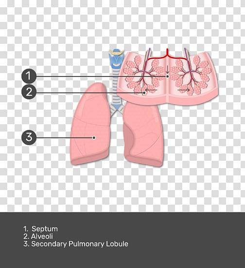 The Lungs Lobe Bronchiole Pulmonary pleurae, Pleural Cavity transparent background PNG clipart