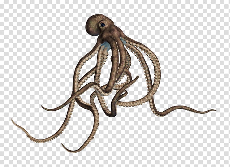 Octopus transparent background PNG clipart