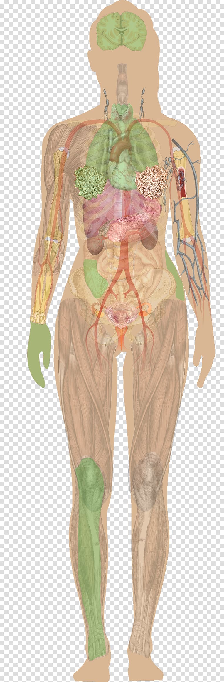 Organ Female body shape Human body Anatomy Woman, woman transparent background PNG clipart