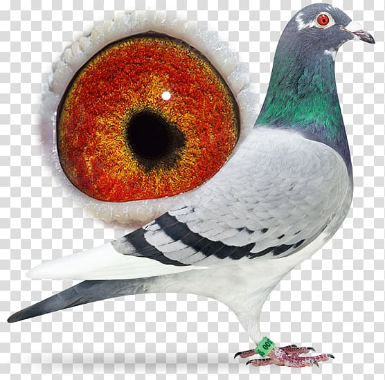 Racing Homer Homing pigeon Columbidae Beak Fancy pigeon, Bird transparent background PNG clipart