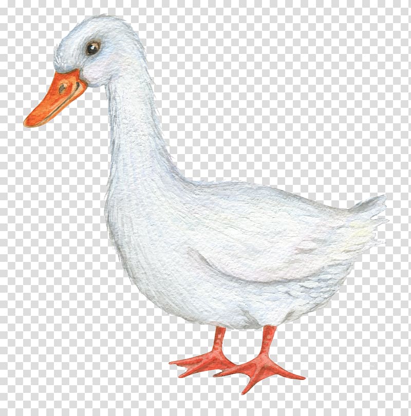 Duck Illustrator Illustration, White ducks transparent background PNG clipart