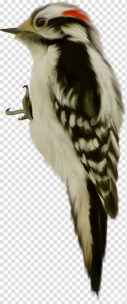 Bird Beak Animal Piciformes, Bird transparent background PNG clipart