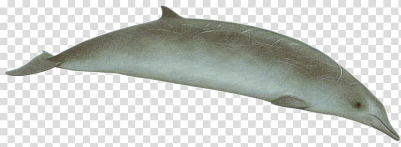 Porpoise Tucuxi Common bottlenose dolphin Short-beaked common dolphin Cetacea, whale transparent background PNG clipart