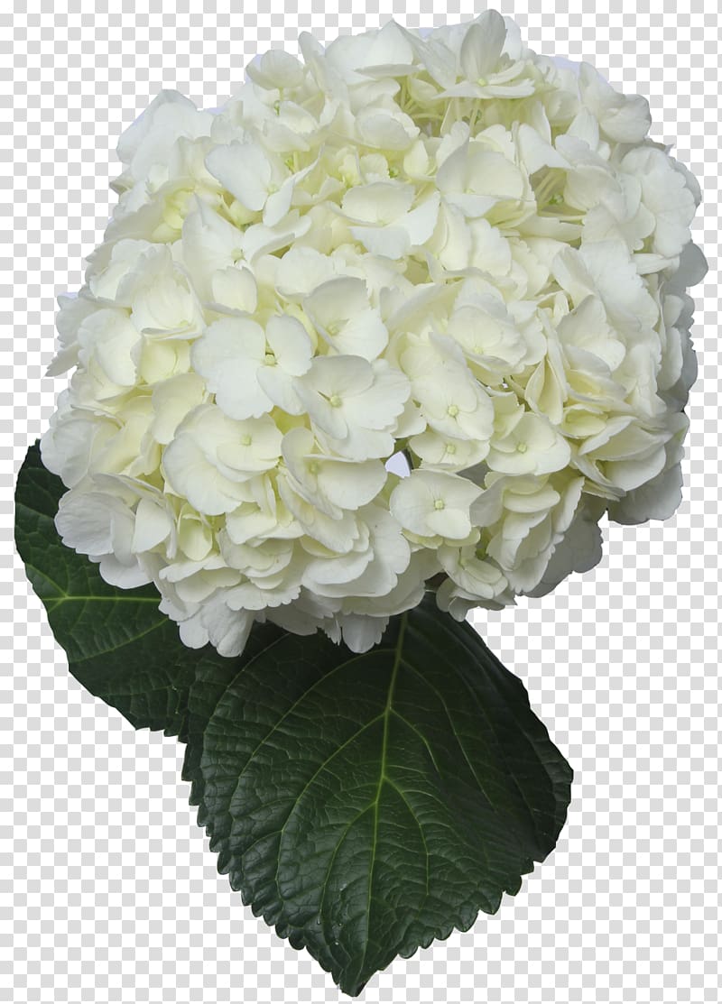 white hydrangeas in bloom, Hydrangea Cut flowers White Green, hydrangea transparent background PNG clipart
