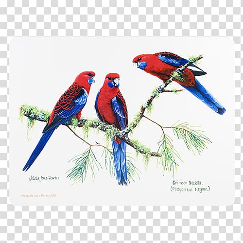 Bird Fauna of Australia Crimson Rosella Loriini, Bird transparent background PNG clipart