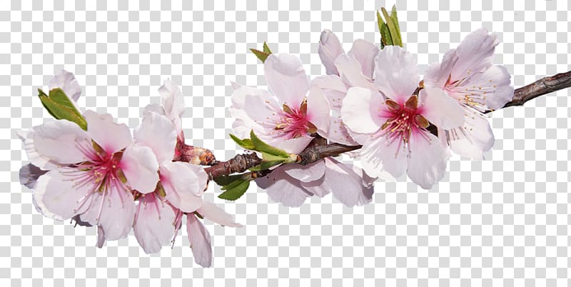 Sakura transparent background PNG clipart