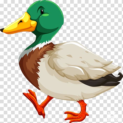 mallard ducks clipart