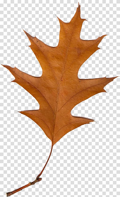 Autumn Leaves Leaf , autumn leaves transparent background PNG clipart