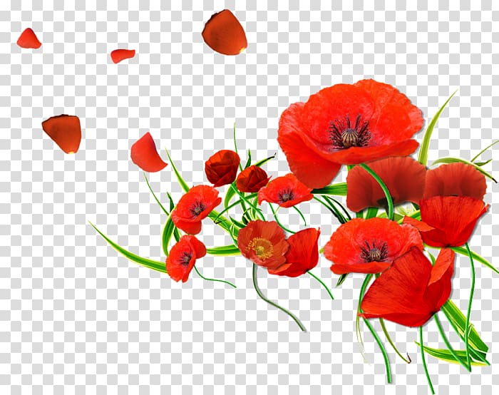Common poppy Flower Desktop , flower transparent background PNG clipart