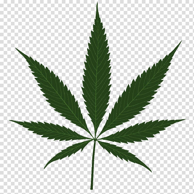Cannabis sativa Marijuana Leaf, cannabis transparent background PNG ...