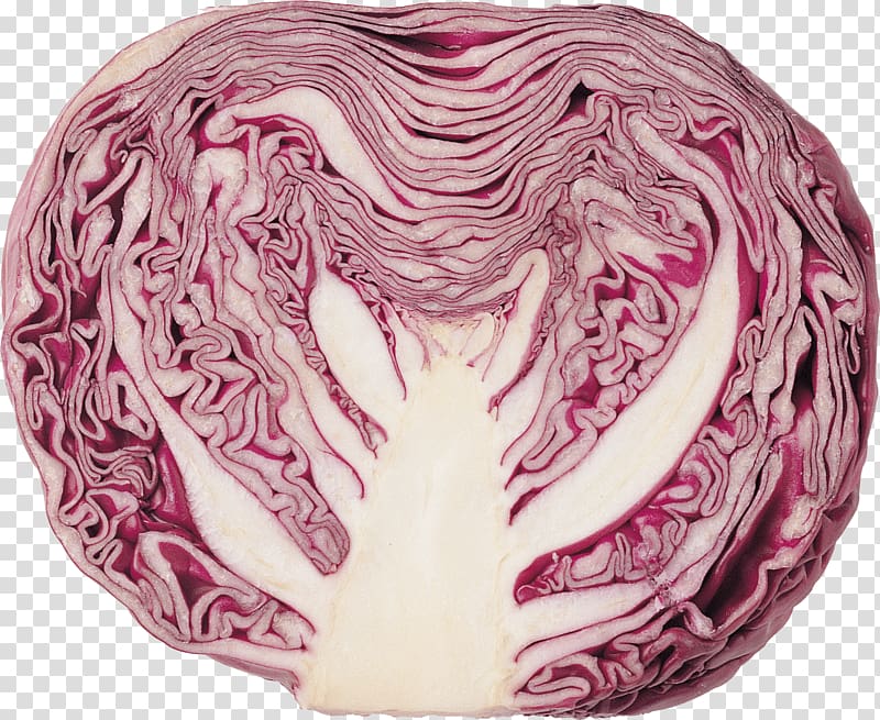 Red cabbage Coleslaw Vegetable , vegetable transparent background PNG clipart