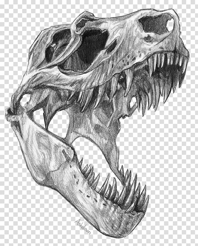 Tyrannosaurus Velociraptor Triceratops Dinosaur Skull, dinosaur transparent background PNG clipart