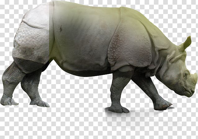 Rhinoceros Terrestrial animal Snout Wildlife, Rhinoceros Sondaicus Annamiticus transparent background PNG clipart