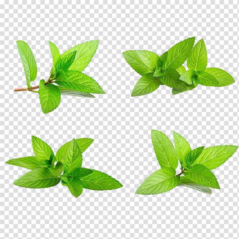 green leaves, Water Mint Green Herbaceous plant, Green leaves green transparent background PNG clipart
