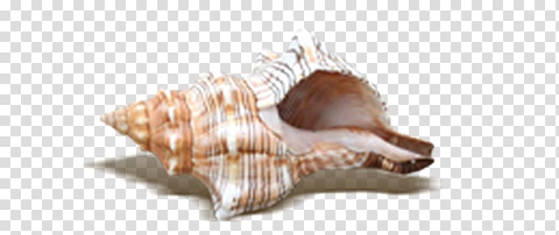Beach Seashell, Exquisite Shell Beach transparent background PNG clipart