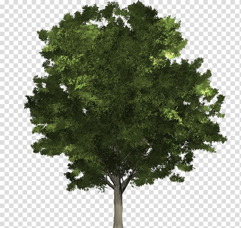 Fraxinus pennsylvanica Tree structure Northern Red Oak Lindens, overlooking ginkgo tree transparent background PNG clipart