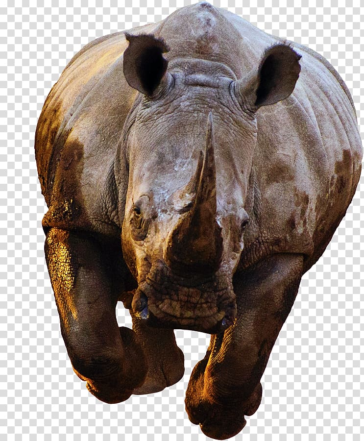 Rhino transparent background PNG clipart