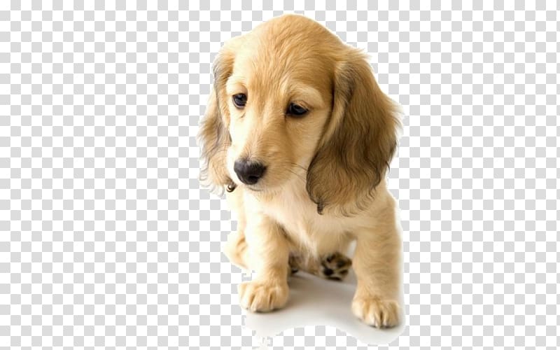 longhaired tan dachshund puppy, Golden Retriever Dachshund Puppy World Animal Day Pet, Sad Golden Retriever puppy transparent background PNG clipart