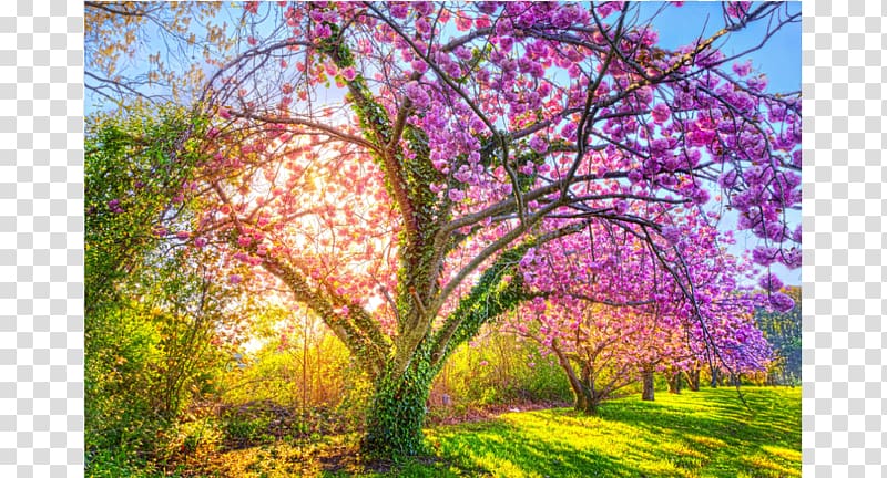 Garden Wall decal Desktop Blossom , cherry blossom background transparent background PNG clipart