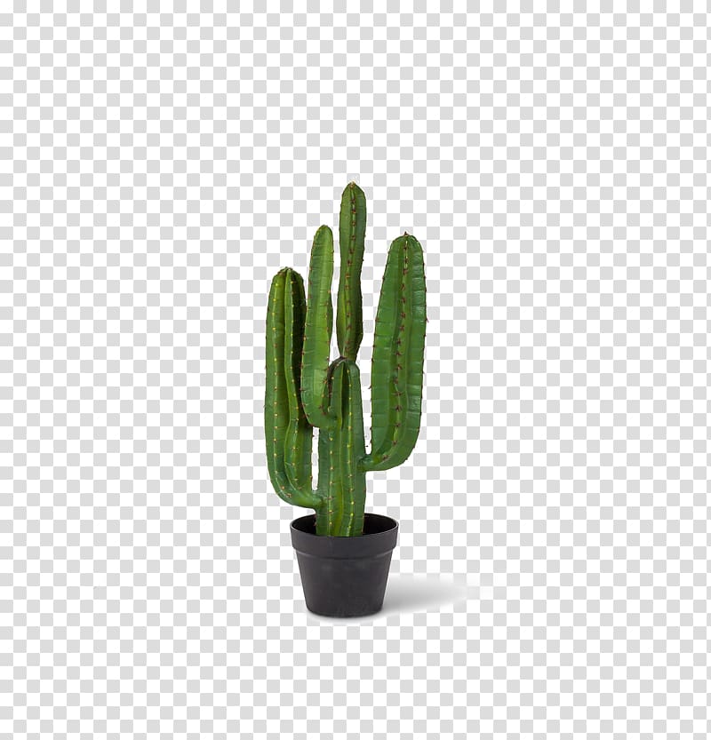 San Pedro cactus Saguaro National Park Portable Network Graphics, cactus transparent background PNG clipart