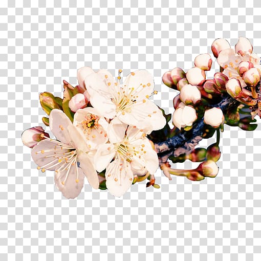 Plum blossom Ameixeira, Plum flower transparent background PNG clipart