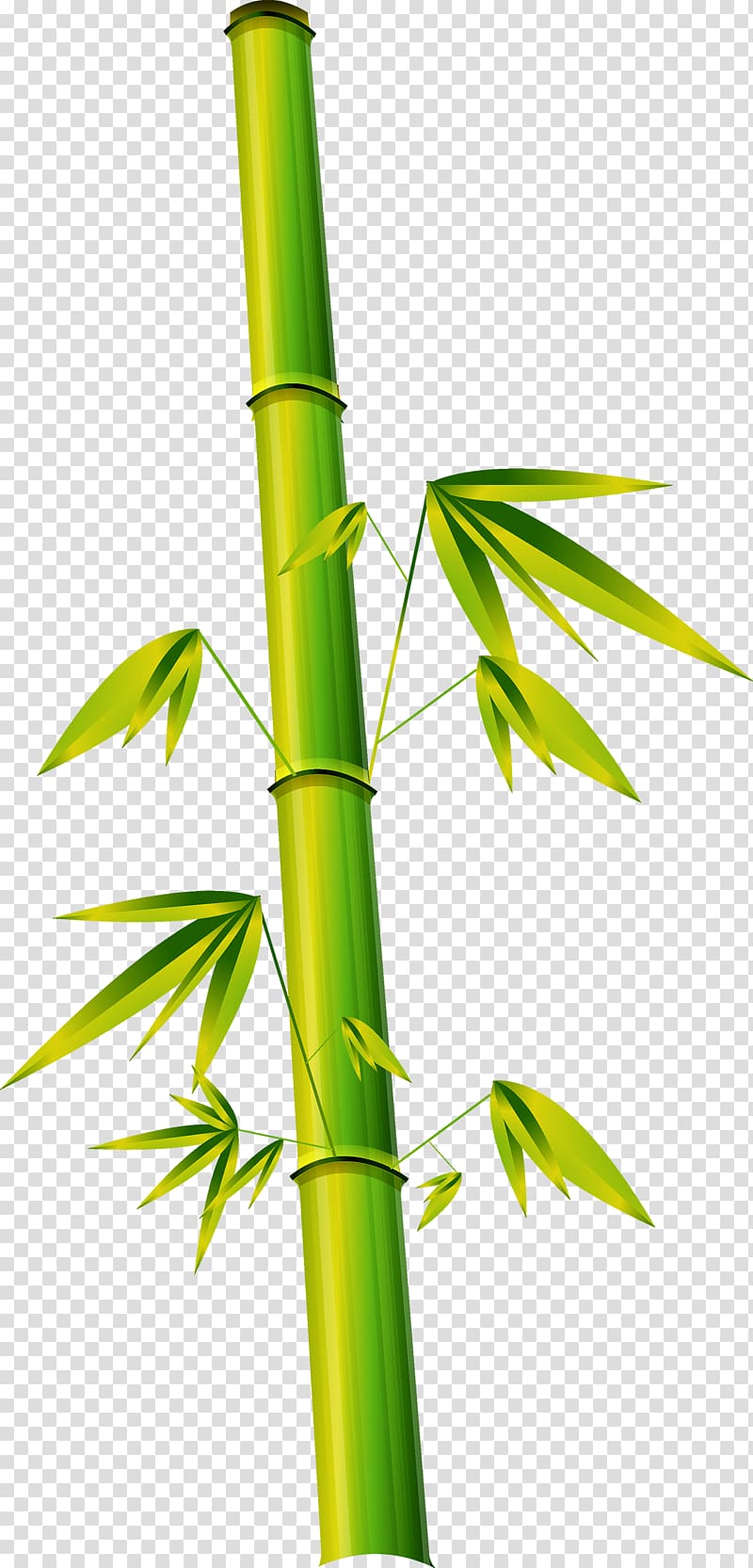 Bamboe Bamboo Phyllostachys Euclidean , Green Bamboo transparent background PNG clipart