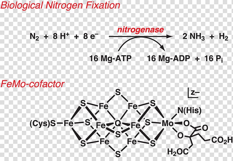 Nitrogen fixation Nitrogenase Biology Bacteria, molecular transparent background PNG clipart