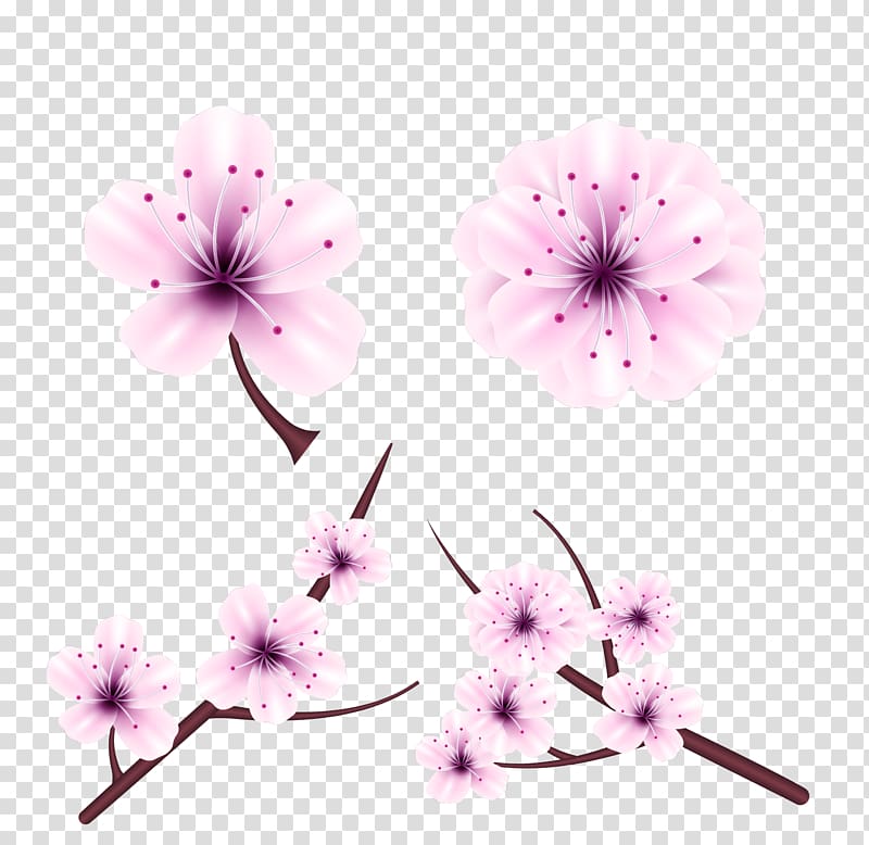National Cherry Blossom Festival Flower Euclidean , Japanese cherry blossom festival transparent background PNG clipart