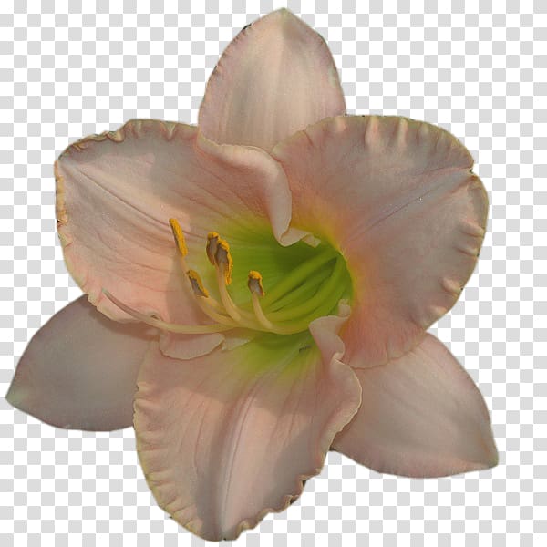 Portable Network Graphics Petal Pixel Daylily, daylily transparent background PNG clipart