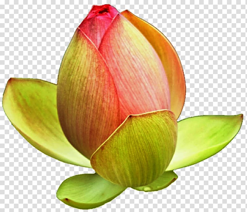 Nelumbo nucifera Bud , lotus bud transparent background PNG clipart